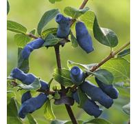 Semi di mirtillo siberiano, resistenti, balcone, biologiche, antiche varietà con letto rialzato, 100pcs