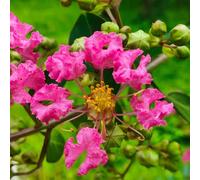 Semi di mirto crêpe, decorazione del giardino per esterno Lagerstroemia indica, resistenti per il giardino arbusti dalla resistente le da giardino 150pcs