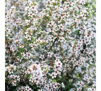Semi di mirto del mare del sud, esotiche semi di Manuka, giardino arbusti estivi come per gli ospiti da balcone e perenni da esterno 200pcs