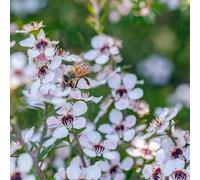 Semi di mirto del mare del sud, rare semi di Manuka, recisi da esterno resistenti da balcone arbusti a crescita rapida regali per gli amanti giardino 100pcs