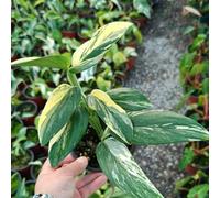 semi di monstera - in vaso estremamente resistenti a primaverile rialzata esotiche all'ombra vecchie varietà giardino 150pcs