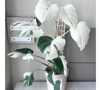 semi di monstera rari, perenni resistenti, balcone vecchie varietà, giardino di pietra, 100pcs