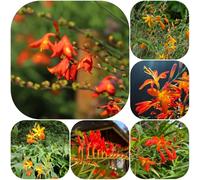 Semi di Montbretia - varietà antiche, rare esotico per giardinieri per i luoghi soleggiati resistenti resistenti giardini rocciosi 120pcs