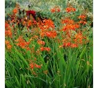 Semi di Montbretien, da balcone resistenti Crocosmia crocosmiflora, le sono resistenti semi di da giardino sementi biologiche 120pcs