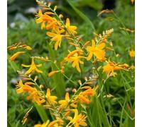 Semi di Montbretien, da giardino, sementi biologiche Crocosmia crocosmiflora, per luoghi soleggiati semi di varietà antiche le da giardino roccioso sono 80pcs