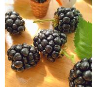 semi di mora da frutto colonnari frutteto serre da balcone giardino roccioso frutto balcone raro nani, resistenti esotico vecchie varietà di 120pcs