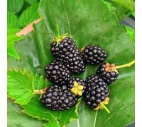 semi di mora rialzata giardino sul balcone interna giardino biologico, varietà antiche in vaso roccioso, 200pcs