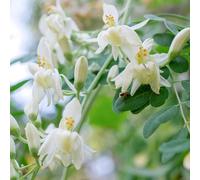 semi di moringa - appartamento esterno 50pcs