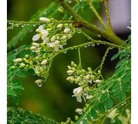 Semi di Moringa - da balcone Semi di Moringa oleifera - Le perenni sono semi di esotiche giardino 35pcs