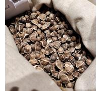 Semi di Moringa - da balcone Semi di Moringa oleifera - Le sempreverdi sono resistenti giardino 25pcs