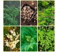 Semi di Moringa - da balcone Semi di Moringa oleifera - rare Semi di perenni balcone da giardino 80pcs