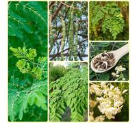 Semi di Moringa - Le da giardino sono resistenti Semi di Moringa oleifera - del giardino balcone Le sempreverdi sono resistenti 150pcs