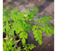 Semi di Moringa - Le da giardino sono resistenti Semi di Moringa oleifera - semi di esotiche Le perenni sono semi biologici, 10pcs