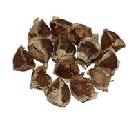 Semi di Moringa Oleifera, 1000 Pezzi, Organici