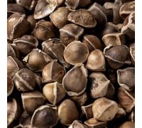Semi di Moringa - per esterno Semi di Moringa oleifera - esotiche resistenti Semi di perenni semi da giardino 50pcs