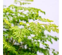Semi di Moringa - rare Semi di Moringa oleifera - biologici Semi di perenni regali sostenibili esotiche 20pcs