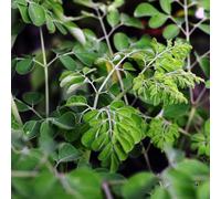 Semi di Moringa - semi di selvatiche culinarie Semi di Moringa oleifera - Le perenni sono biologici 30pcs