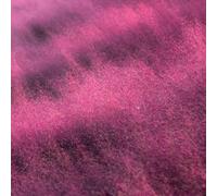 Semi di Muhlenbergia capillaris - graminacee ornamentali resistenti per giardini rocciosi balcone giardino prodotti sostenibili vecchie 600pcs