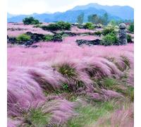 Semi di Muhlenbergia capillaris - resistenti verdi resistenti per giardini rocciosi vecchie varietà ornamentali prodotti sostenibili graminacee ornamentali 1500pcs