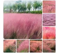 Semi di Muhlenbergia - Decorazione balconi Pascoli ornamentali resistenti per balconi giardino resistenti per il giardino 450pcs