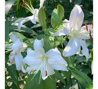 Semi di Murraya exotica,da siepe resistenti all’inverno,Bella in vaso 50pcs