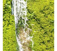 Semi di muschio - per giardino di aromatiche semi esotici verdi resistenti semi di medicinali vecchie varietà decorazione vegetale 700pcs