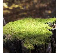 Semi di muschio - sempreverdi resistenti giardino aromatiche sul balcone resistenti per il giardino semi di medicinali muschio per giardino 50pcs
