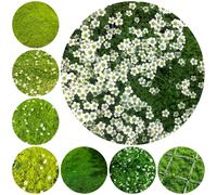 semi di muschio stellato resistenti - biologici da giardino roccioso balcone perenni tappezzanti 550pcs
