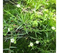 semi di muschio stellato resistenti per giardini rocciosi miscela di semi per giunti pavimentazione i luoghi soleggiati rari giardino selvatiche 300pcs