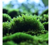 semi di musco resistenti di giardino decorativi esotici balcone decorazione giardino 2000pcs