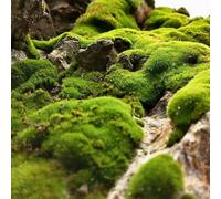 semi di musco, semi decorazione interni balcone giardino resistenti, letti elevati per giardino, giardino decorativo 700pcs