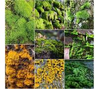 semi di musco - Semi di bonsái, perenni resistenti interni resistenti 200pcs