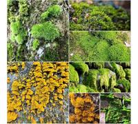 semi di musco - semi di esotica, giardino rocce resistenti verdi resistenti 160pcs