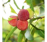 Semi di Myrica rubra,albero per giardino da frutto,decorative da giardino resistenti perenni e perenni da frutto 50pcs