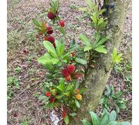 Semi di Myrica rubra,da giardino、Colorate da giardino,da giardino semi di,resistenti per il giardino da frutto 30pcs