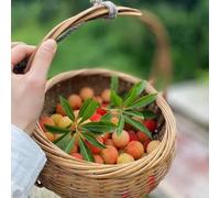 Semi di Myrica rubra da giardino roccioso serre da balcone vecchie varietà frutto nani, resistenti frutto esotico colonnare colonnari frutteto comprare 20pcs
