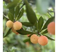 Semi di Myrica rubra serre da balcone da frutto colonnari balcone raro vecchie varietà per giardinieri comprare frutto nani, resistenti frutteto semi 20pcs