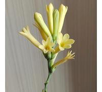 semi di nardo semi del prato, decorazione resistente all'inverno per il giardino, prato selvatico 50pcs