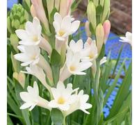 semi di nardo semi di prato copertura del suolo resistenti selvatici, 550pcs