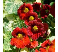 semi di nasturzio appesi - esotiche selvatici perenni resistenti decorative aiuole rialzate balcone 300pcs