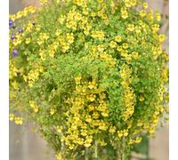 semi di nasturzio balcone, resistenti decorazione biologici giardino 150pcs