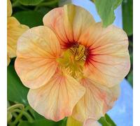 semi di nasturzio biologici - resistenti per il giardino da balcone, decorazione 100pcs