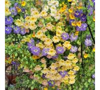 semi di nasturzio esotiche, resistenti esterno decorazioni da giardino balcone 200pcs