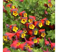 Semi di nasturzio - estivi per giardinieri per luoghi soleggiati semi di come bomboniera da balcone arredamento del soggiorno raro vecchie varietà decorazione 80pcs