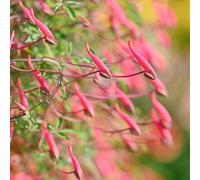 Semi di nasturzio - estivi semi di decorative per i luoghi soleggiati resistenti per giardini rocciosi resistenti rampicanti biologiche, al freddo 20pcs