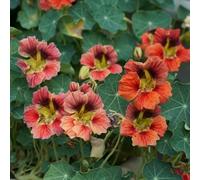 semi di nasturzio (perenne) balcone esotiche resistenti 250pcs