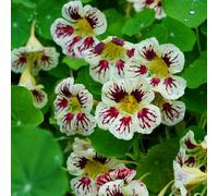 semi di nasturzio (perenne) resistenti giardino 300pcs