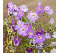 Semi di nasturzio rampicanti,aiuole rialzate per giardino,facili da piantare da ombra resistenti,belle in vaso rampicanti 350pcs