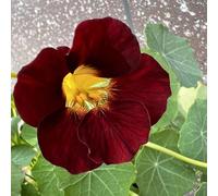 semi di nasturzio rampicanti - balcone decorazione e primaverili 125pcs