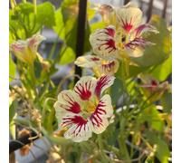 Semi di nasturzio - rampicanti rare rampicanti esotiche d'appartamento esotiche interno balcone in vaso Aiuole rialzate per 500pcs